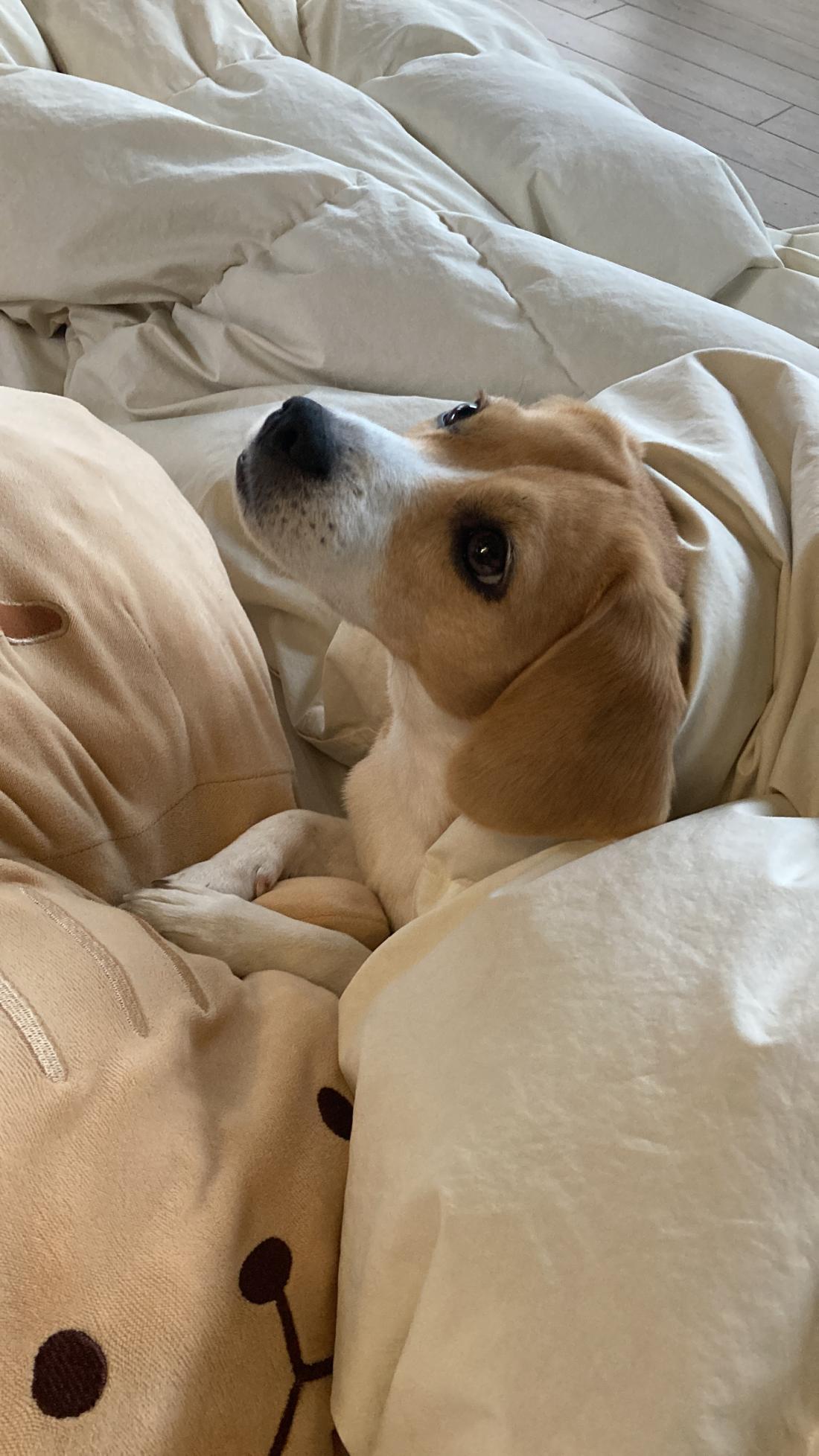 uta(小型ビーグル) 画像3