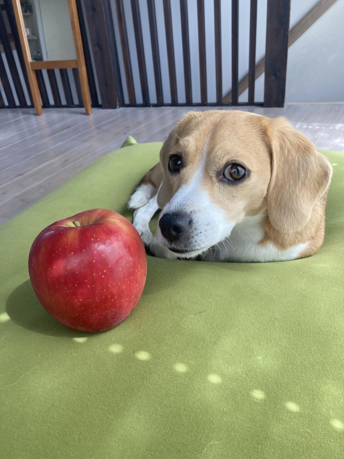 uta(小型ビーグル) 画像6